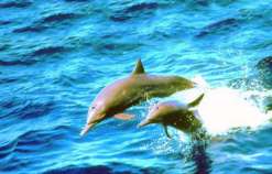 Bali Hai Dolpin Cruises bali hai cruise, bali hai cruise nusa lembongan, bali hai, day cruise, evening cruise