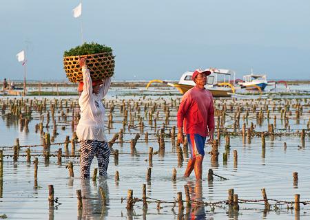 seaweed farm in lembongan island, lembongan beach