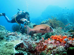 lembongan diving, diving in lembongan, lembongan island