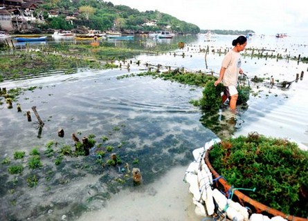 Seaweed Farm Nusa Penida